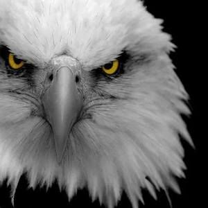 Meet your Posher, Ralphiel